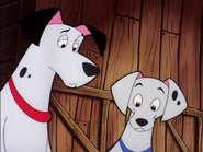 Pongo and perdita thinking