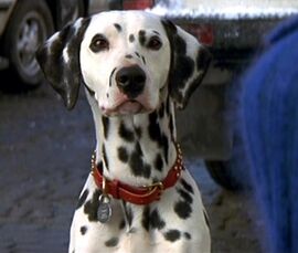 what kind of dog is a dalmatian