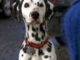 Dalmatians