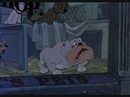 Bull in the Pet Shop (One Hundred and One Dalmatians)