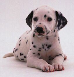 Dalmatian puppies