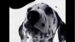 102_Dalmatians_-_Digga_Digga_Dog