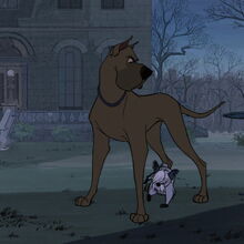 Great dane 101 sales