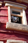 "101 Dalmatians" in window of Disneyland California Toontown Firehouse.