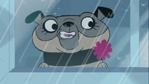 Prunella