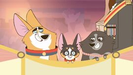 RoyalCorgis