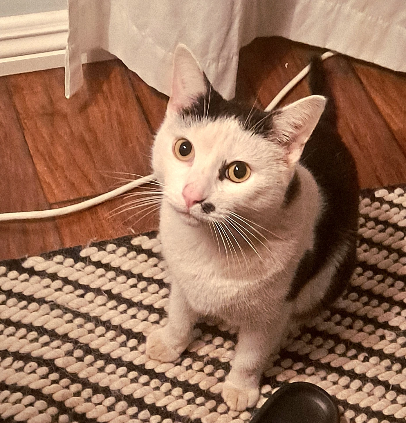 this cat brings me such a ridiculous amount of joy Fandom