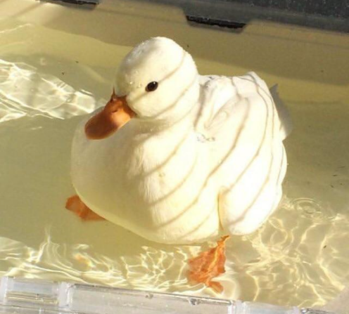 Smooth Flower Duck : r/CuteDucks