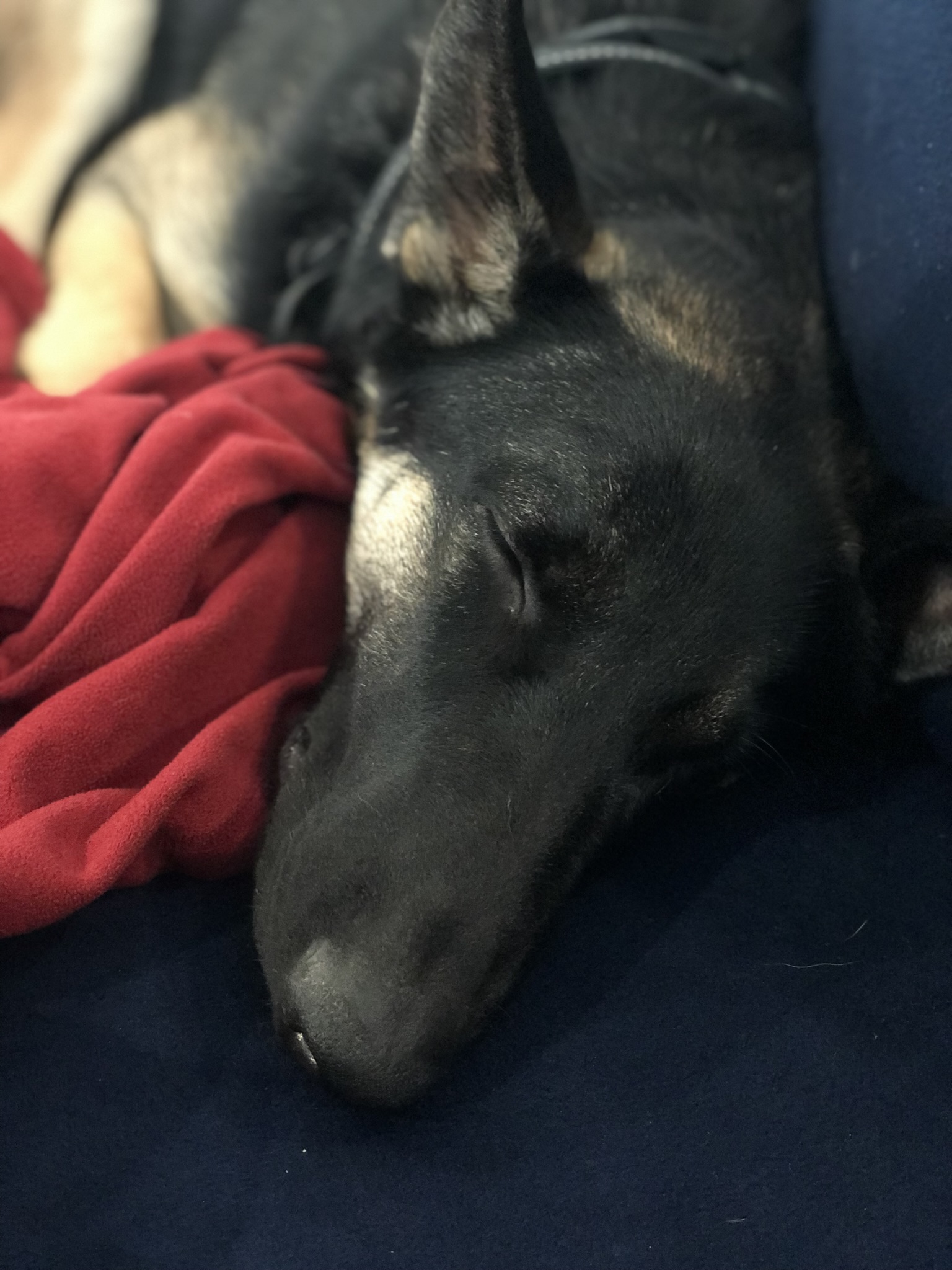 you-want-dog-pics-have-dog-pics-fandom