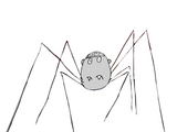 Spider (Character)