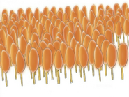 A forest of giant corn dogs that surrounds the farm