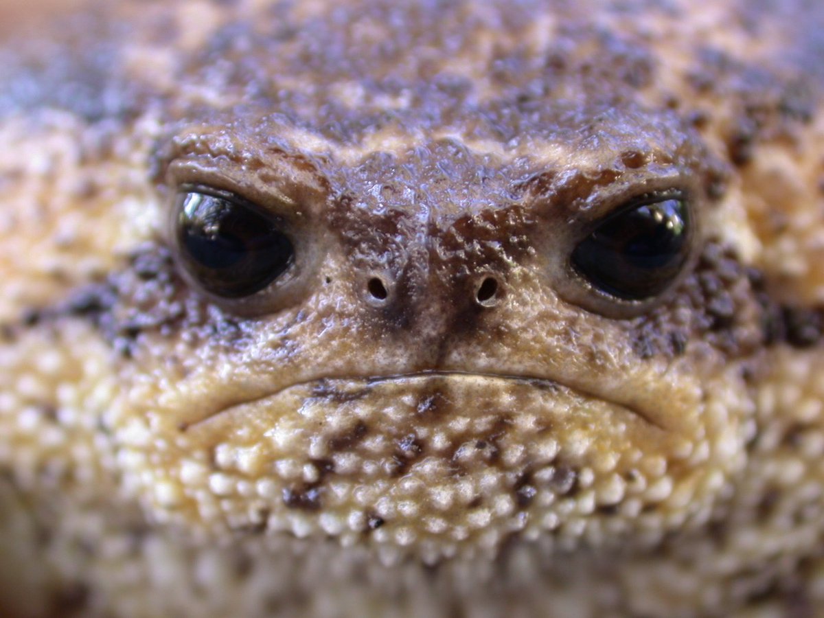 Как выглядят настоящие лягушки RAIN FROGS Fandom