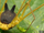 Iamafryingpan