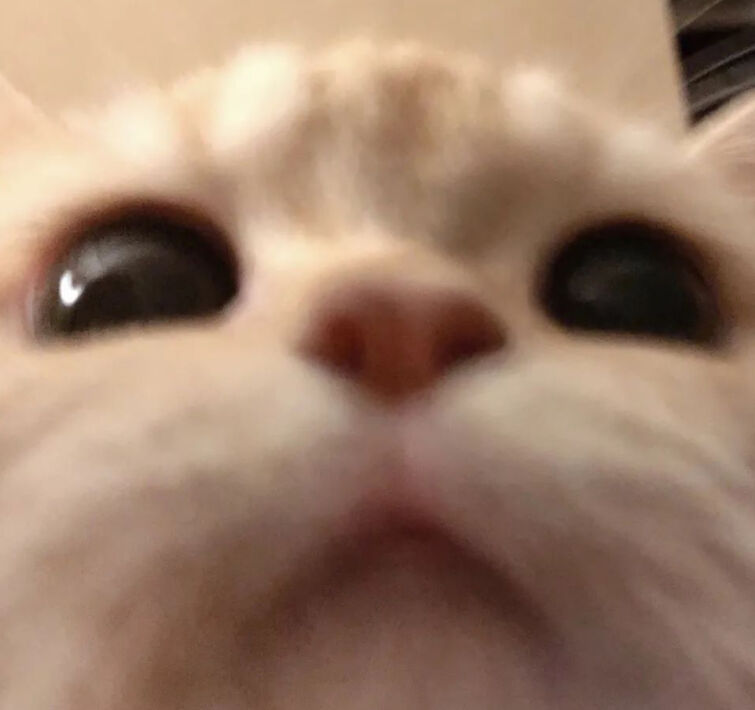 Thinking abt changing my pfp to a cat