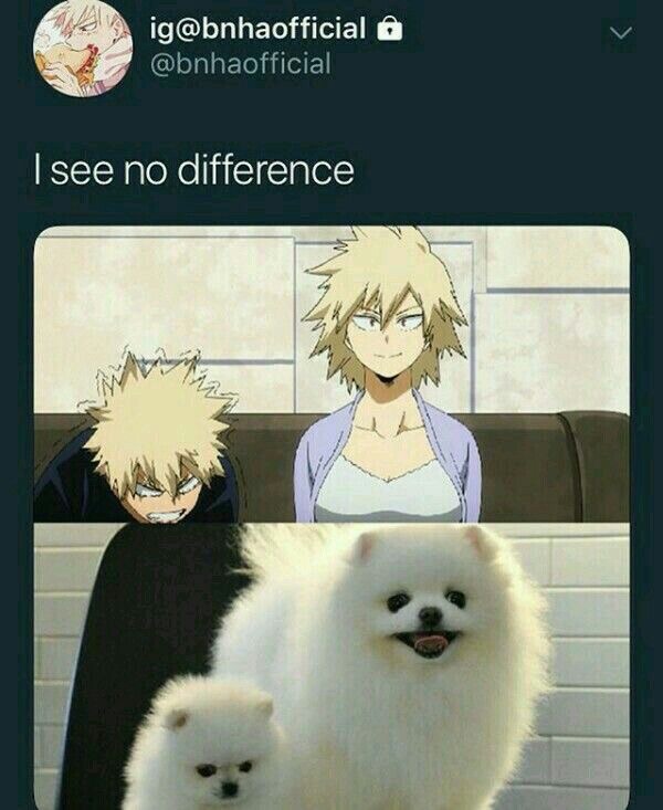 Anger Angry Pomeranian Bakugou - Just go Inalong