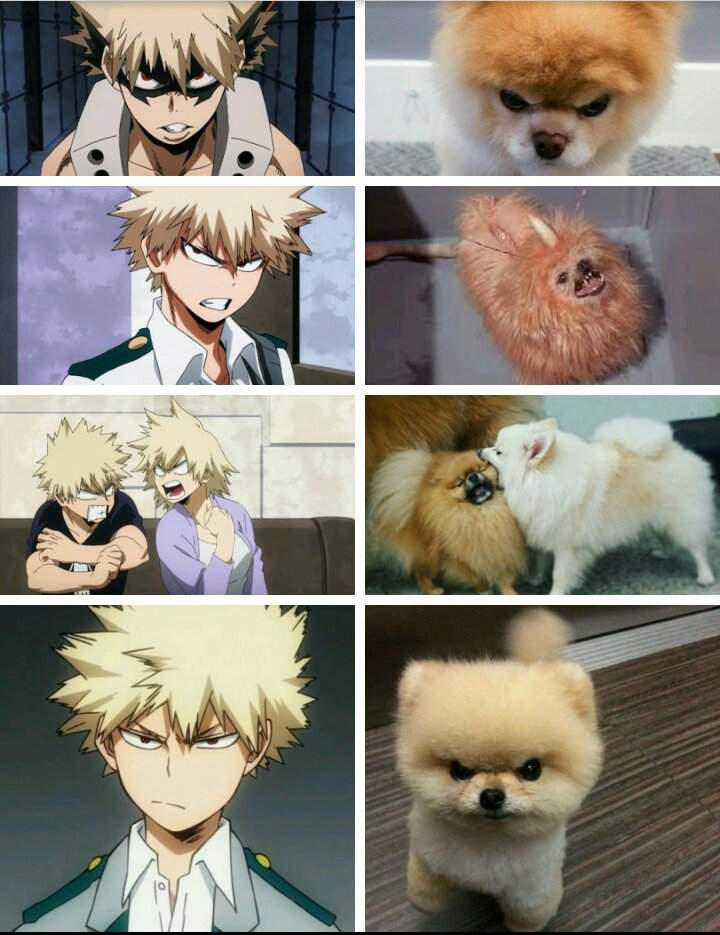 Bakugou Katsuki Angry Pomeranian Anime - canvas-eo