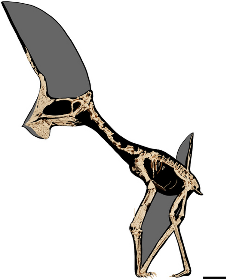 Pterodactylus Skeletal by SassyPaleoNerd on DeviantArt