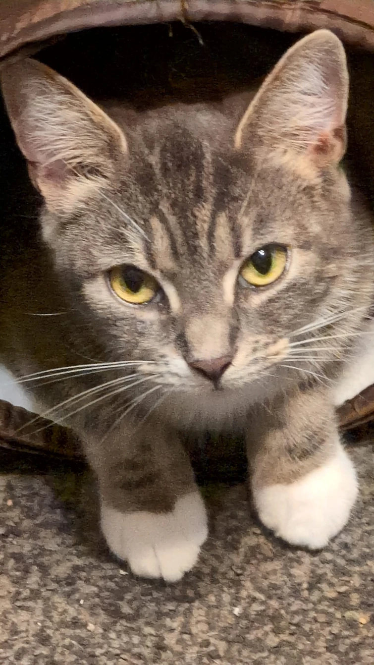 Discuss Everything About Dog Man Wiki | Fandom