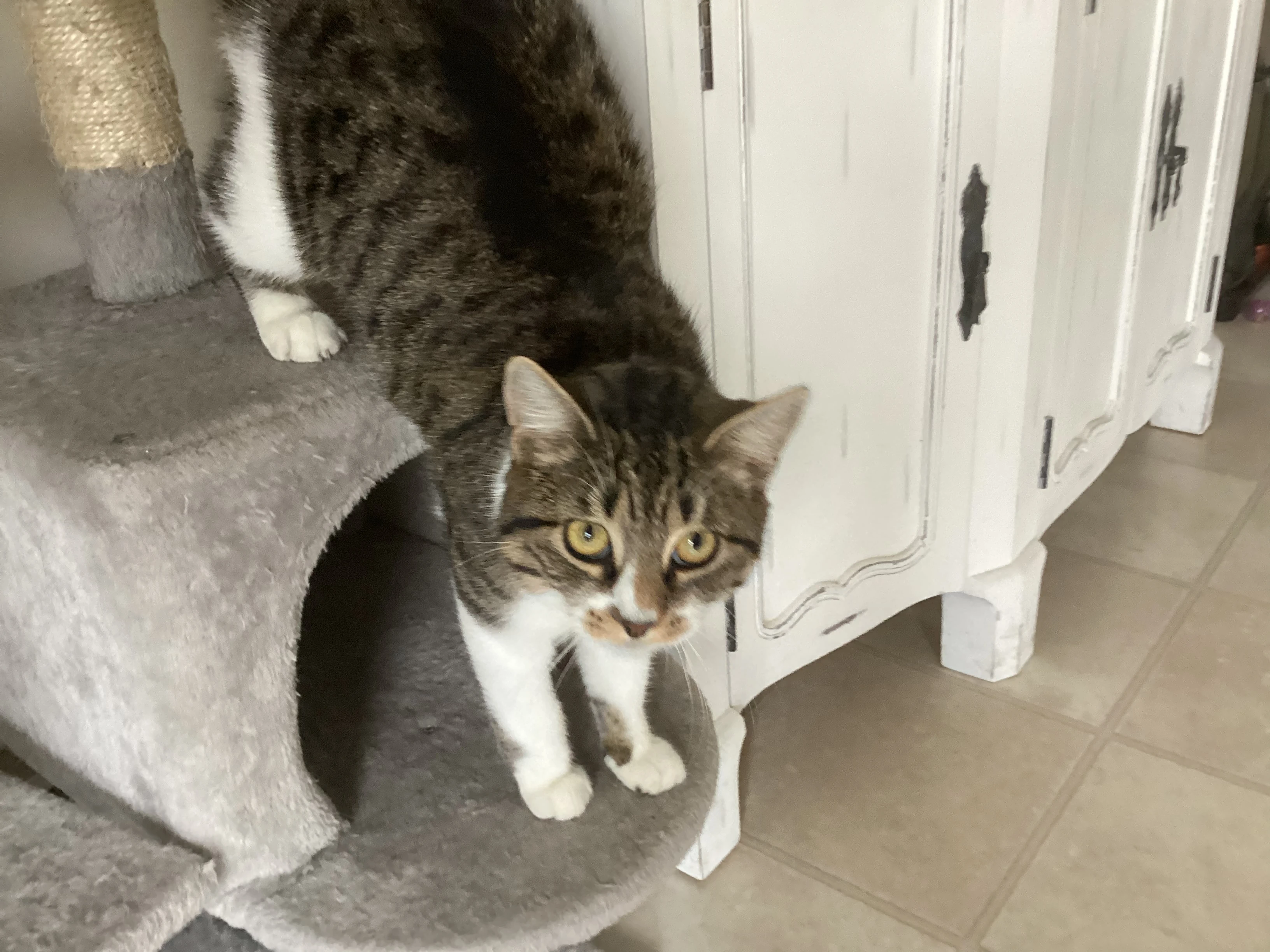 Tabby or Torbie? Fandom