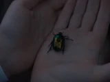 Green bug