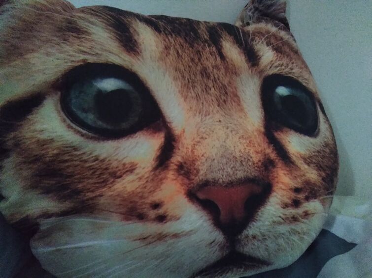Cat pillow Fandom