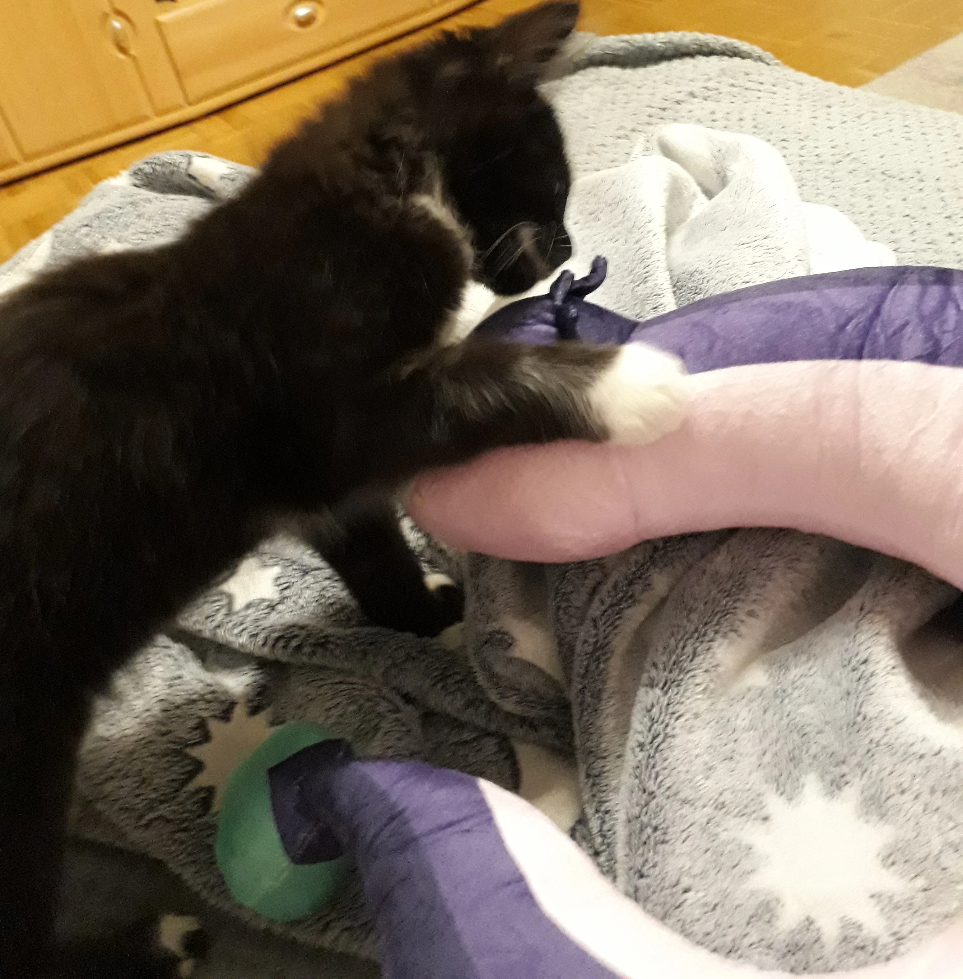 My "Palisman Domino" and Stringbean play together in real life (check