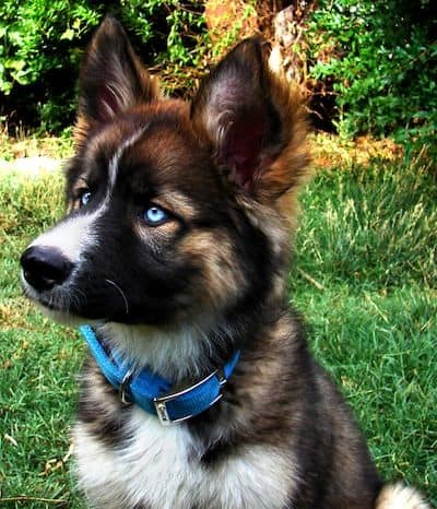 King shepherd hotsell husky mix