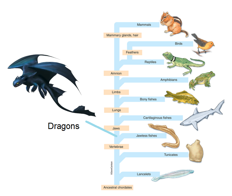 dragon-classification-project-part-1-fandom