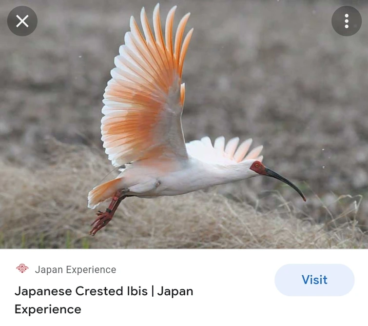 Your favorite pet in Japan Egg so far? Fandom