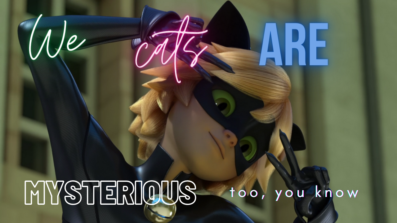 Chat Noir Wallpaper I Made Fandom