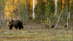 The brown bear (Ursus arctos) is Finland's national animal.