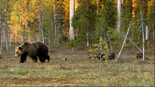 Bear Finland