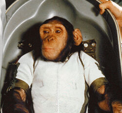Chimpanzee Ham in Biopack Couch - cropped