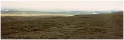 Wrangel Island tundra