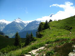 5727 - Schynige Platte - View of Lütschinetal, Mettenberg, Schreckhorn, Finsteraarhorn, Eiger