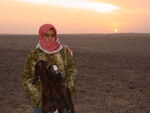 A Bedouin women get up a dawn to milk their flock. First, the young are separated so as not to get in the way while the ewes are milked. Author: Ed Brambley from Cambridge, UK Licensing