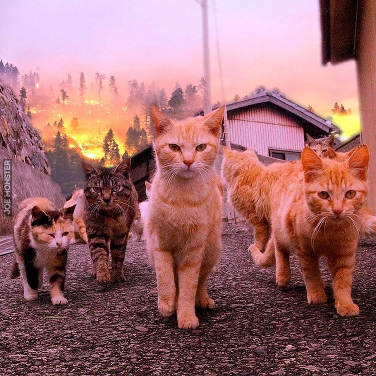 Банда котов