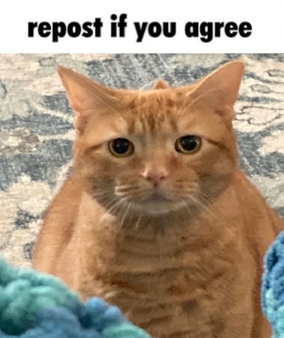 Mrrp mrrp miau Fandom