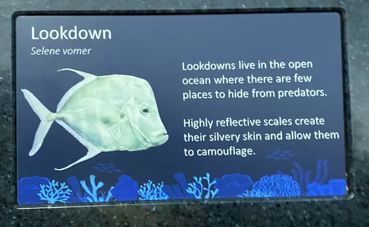 The most confusing fish | Fandom