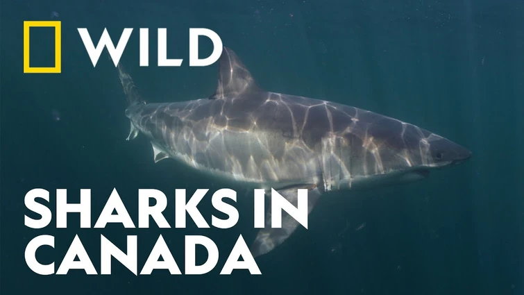 Why is There an Increase of Great White Sharks in Canada? | Sharkfest | National Geographic WILD UK