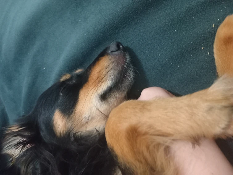 I cant stop thinking about vallela. Fandom