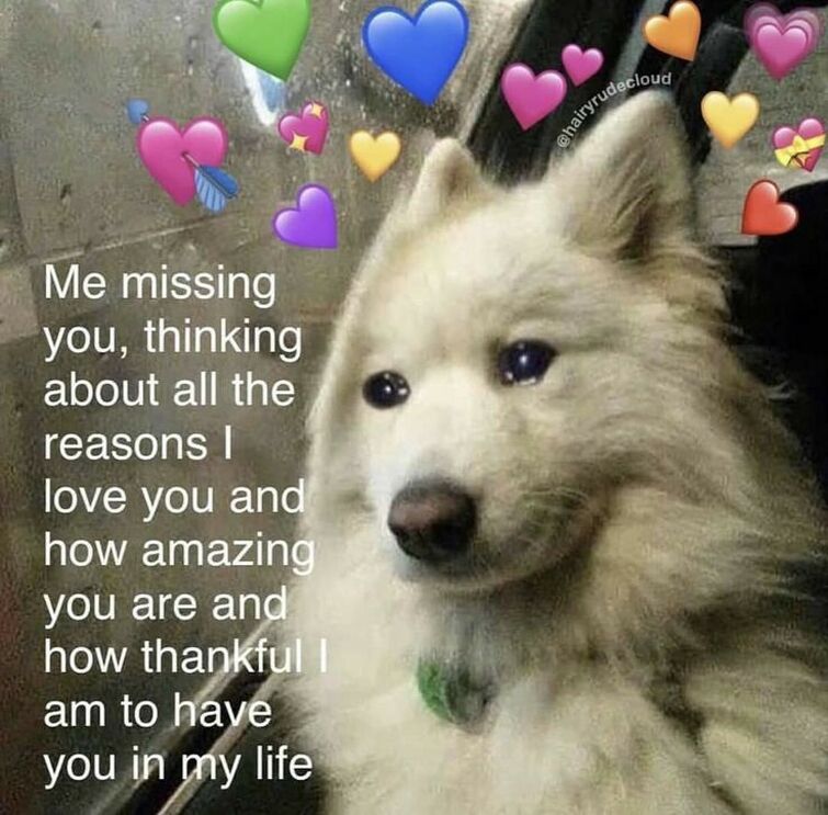 i miss you puppy meme