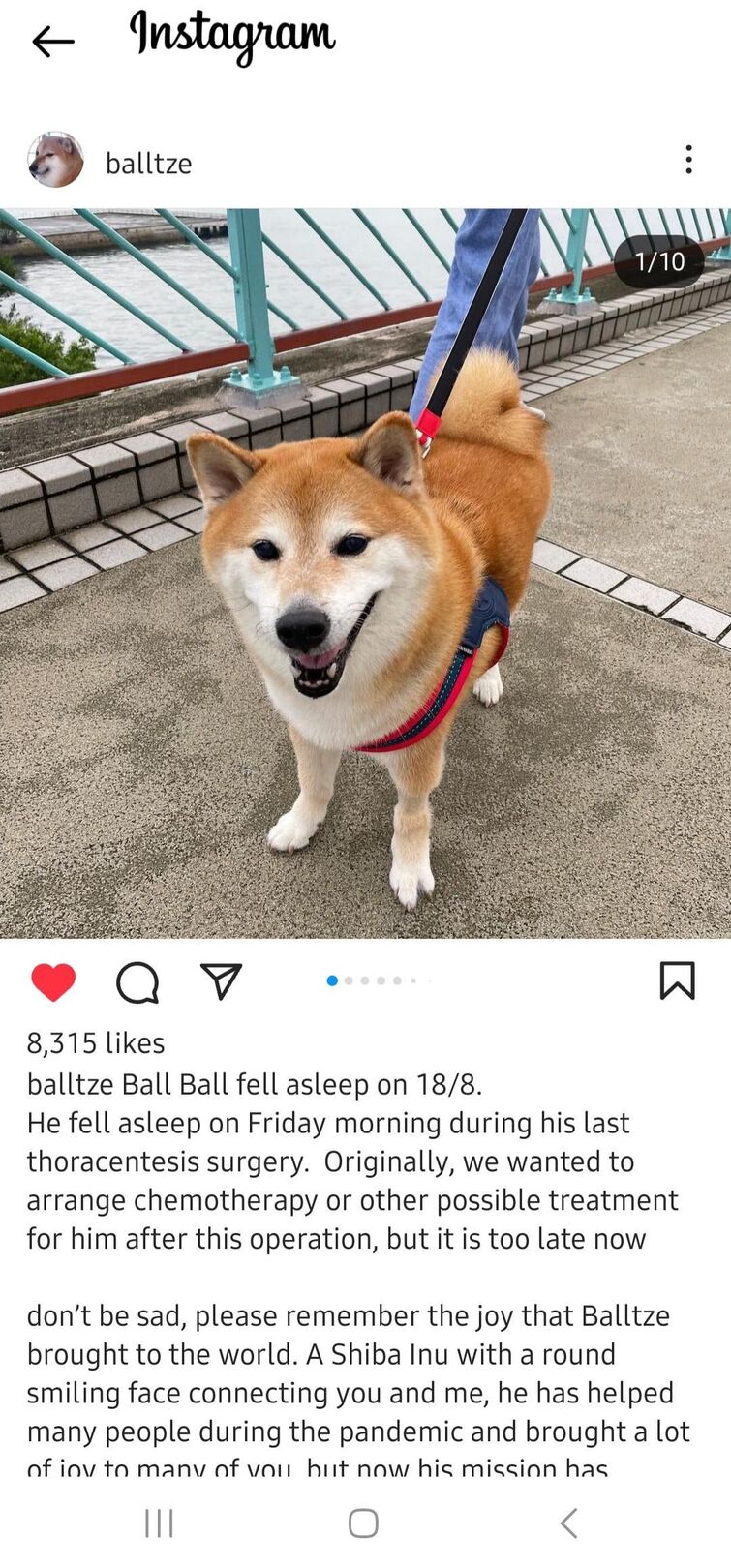 Shiba Inu  The Fandom Post