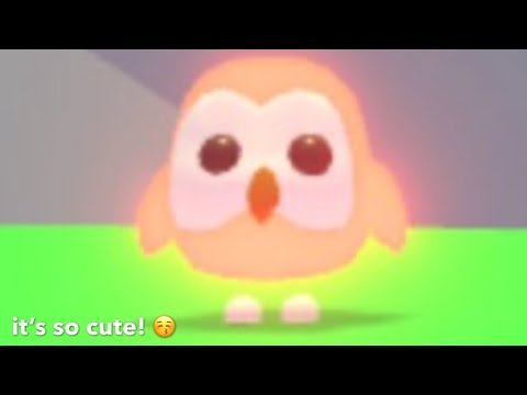 Comment If You Have A Nfr Owl Fandom - roblox adopt me neon owl