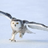 Snowyowl12's avatar