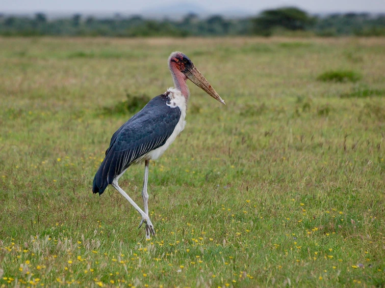 Release Details visual data 5