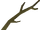 Willow branch