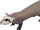 Ferret