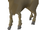 Stag