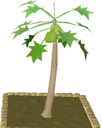 Papaya Tree Old School Runescape Wiki Fandom